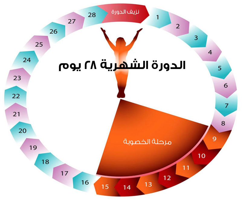 تاخر الدورة شهرين بدون اعراض , معلومه تهمك سيدتى