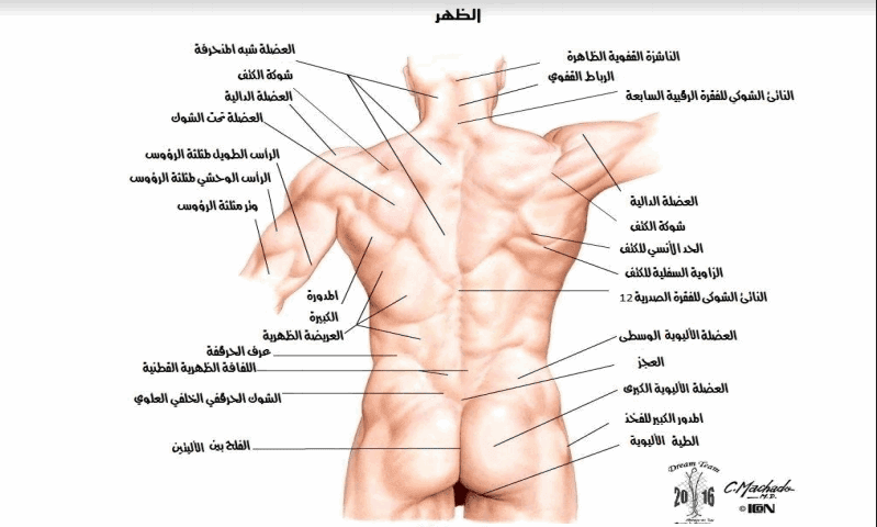 صور جسم الانسان - معلومات هامه عن جسم الانسان 9051 3