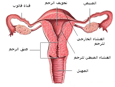 الرحم اثناء الدورة الشهرية - ماذا يحدث للرحم فترة الحيض 12310