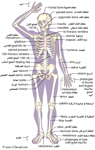 جسم الرجل , حقائق عن جسم الرجل