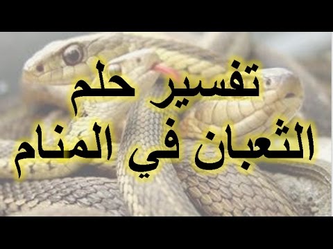 الثعبان الازرق في المنام - ظهور الثعبان الازرق فى المنام 2279 1