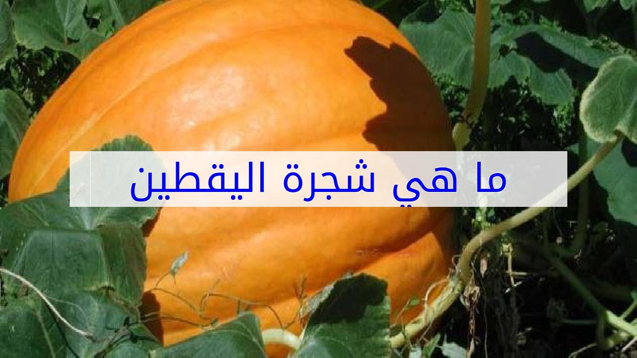 ما هي شجرة اليقطين - اعرف معلومات عن شجرة القرع 12532 2