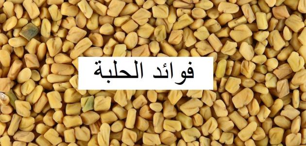 فوائد الحلبة - تعرف على منافع حبوب الحلبه للصحه العامه 6213 3