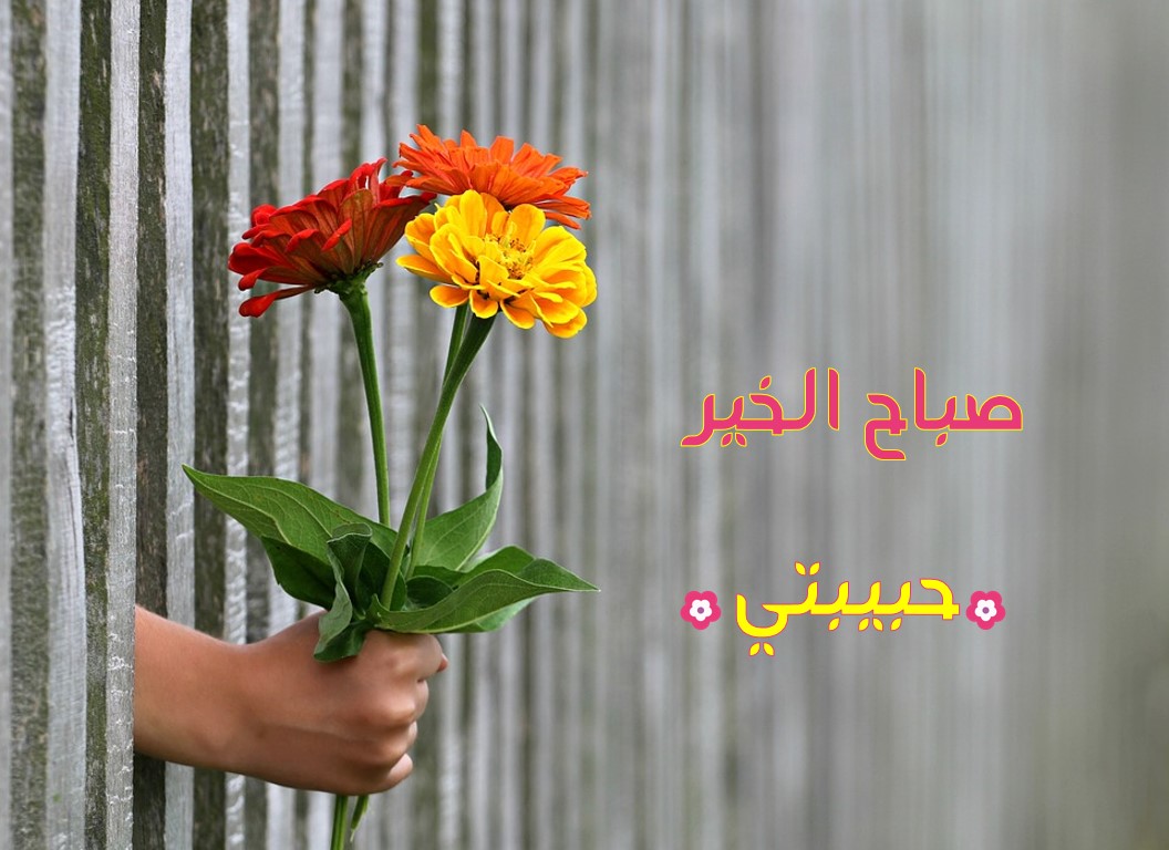 صور صباح العسل - هو صباح حلو من اوله 7524 10