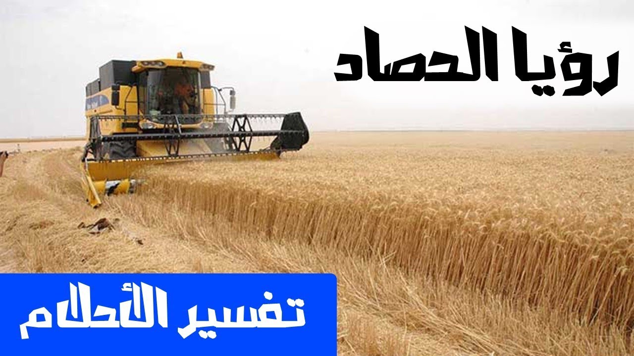 تفسير حلم حصاد القمح , رؤيه حصاد القمح فى المنام