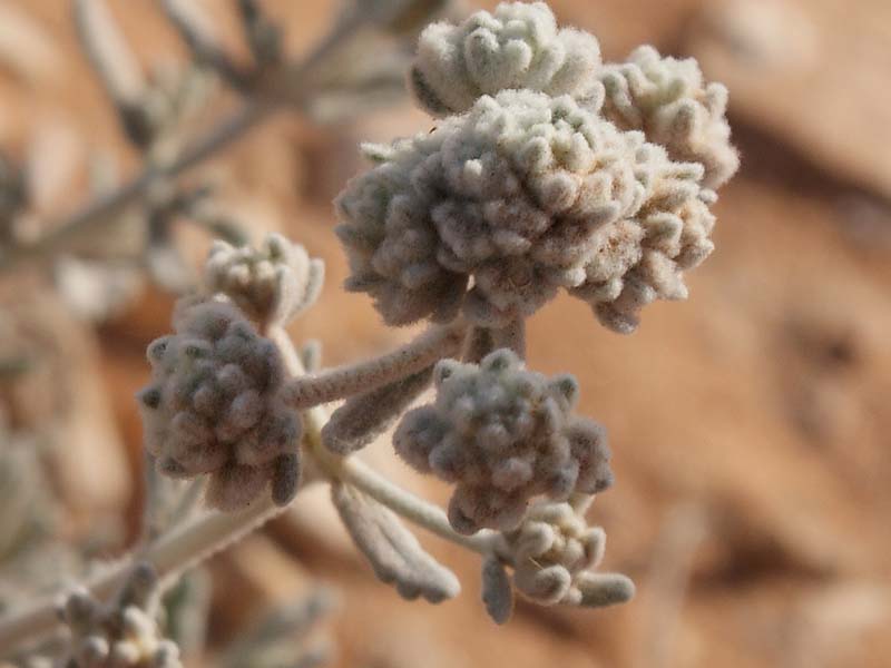 فوائد عشبة الخياطة - الخياطة عشبة برية جبلية 13175 12