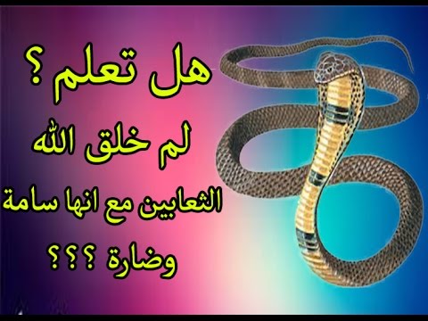 هل تعلم عن العلم , اجمل العبارات والكلام الجميل عن العلم