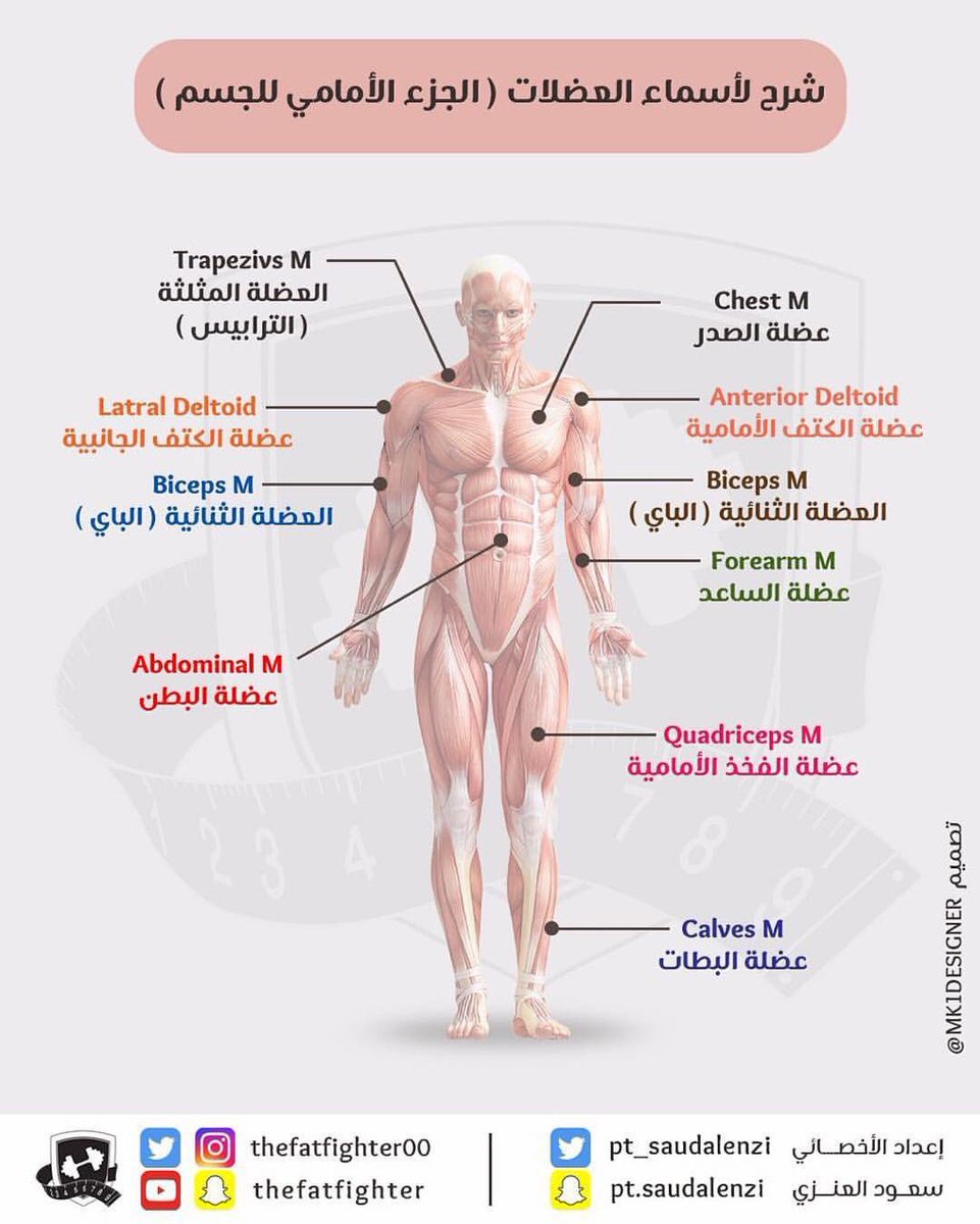 اسماء عضلات الجسم - ما اسماء عضلات الجسم 13275 2