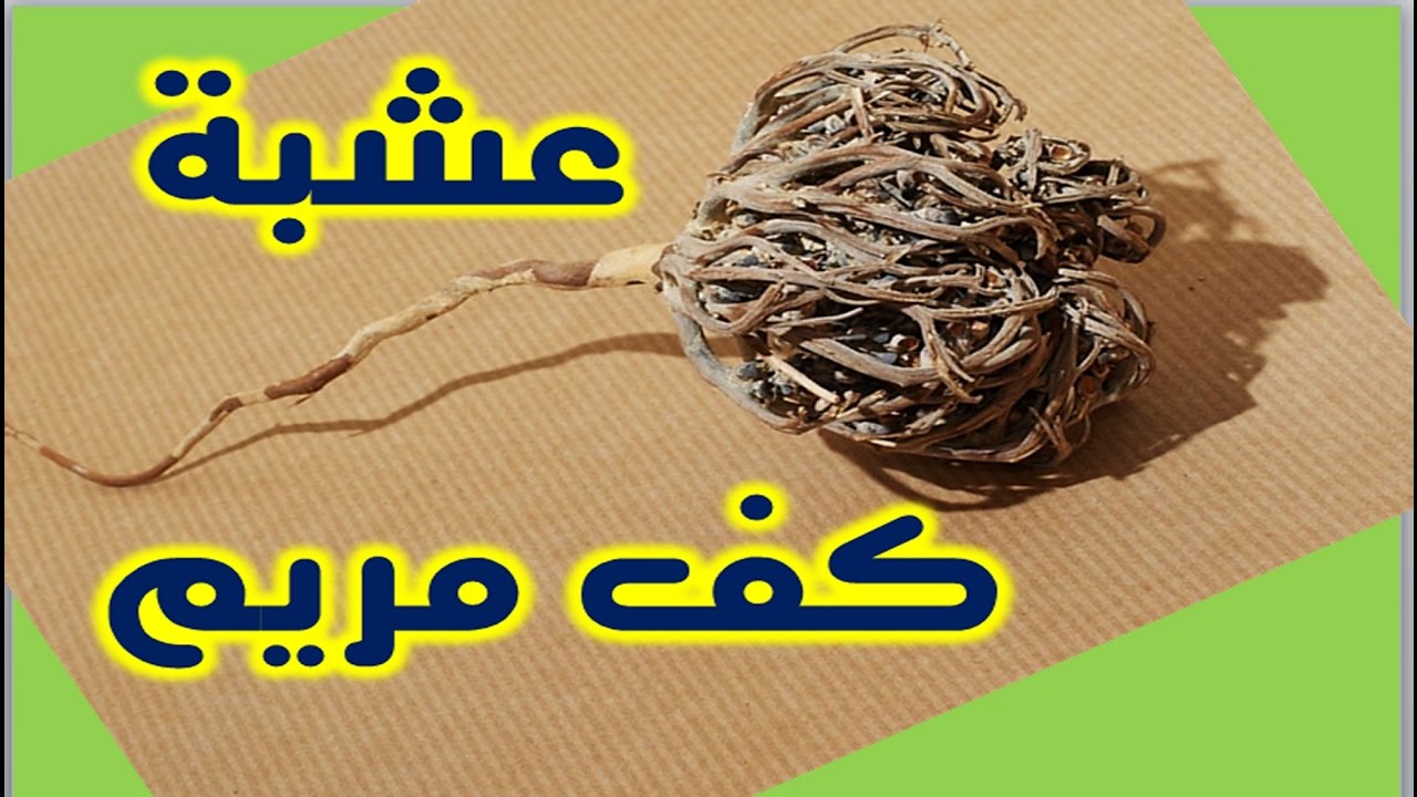 عشبة كف مريم , تعرف على نبتة كف مريم