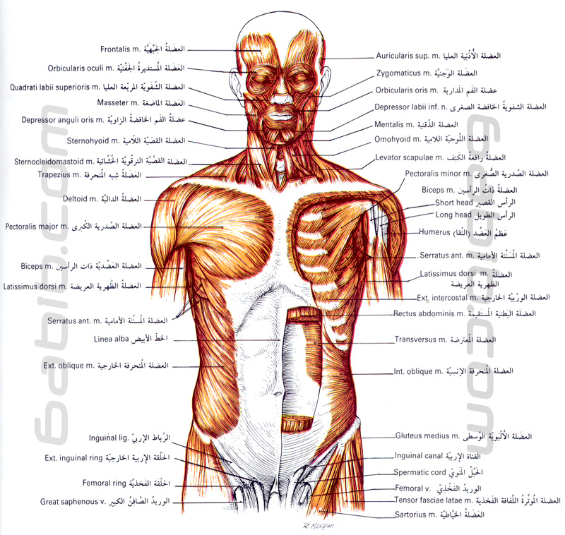 اسماء عضلات الجسم - ما اسماء عضلات الجسم 13275 4