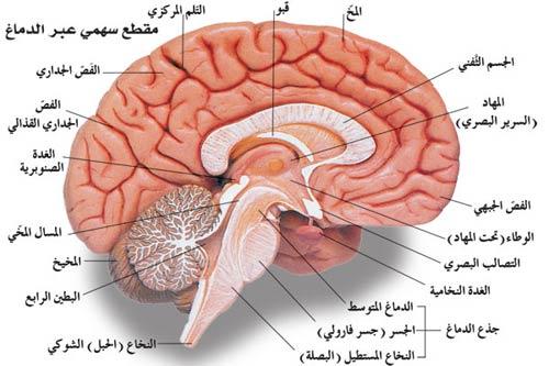 صور علمية - رمزيات اهم المعلومات 8234 4