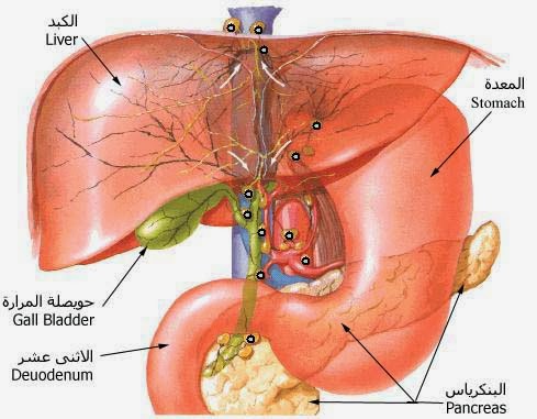 اكبر غدة في جسم الانسان - تعرف على اضخم غدة بجسمك 12467 1