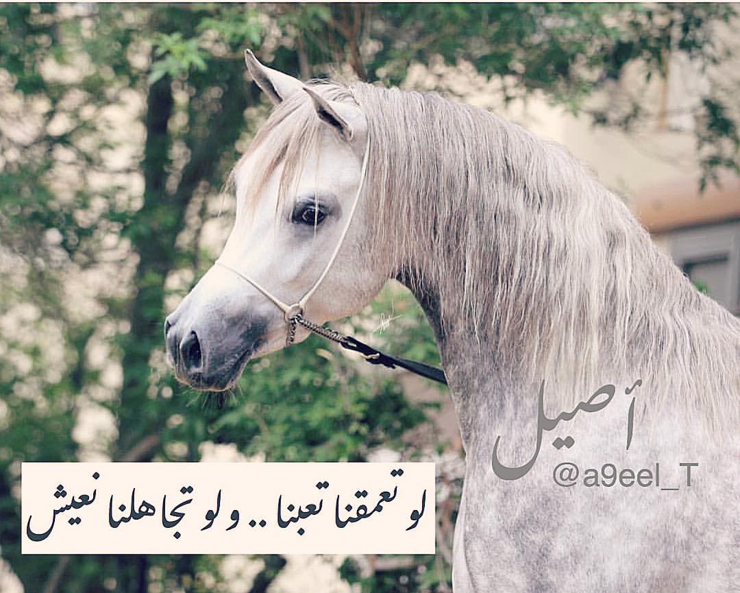 شعر في الخيل- من اجمل الاشعار التي جاءت عن الخيل 12839 3