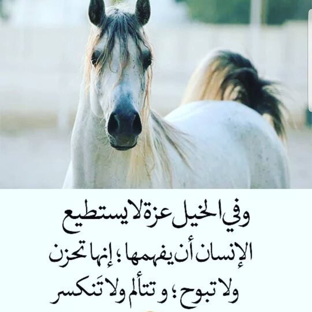 شعر في الخيل , من اجمل الاشعار التي جاءت عن الخيل