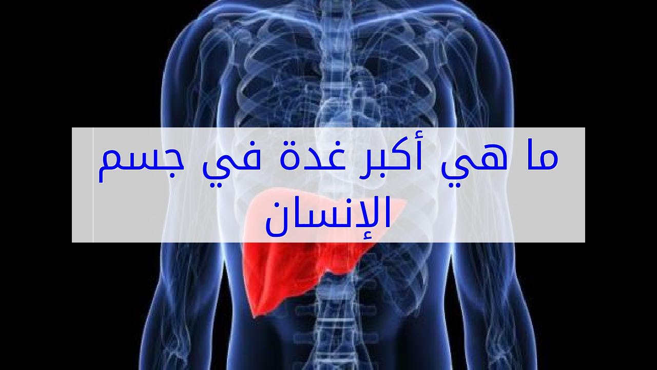 اكبر غدة في جسم الانسان - تعرف على اضخم غدة بجسمك 12467 2