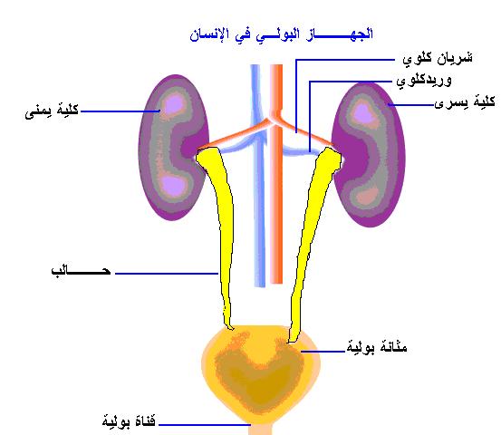 امراض الجهاز البولي عند النساء , اسئله تهمك سيدتى