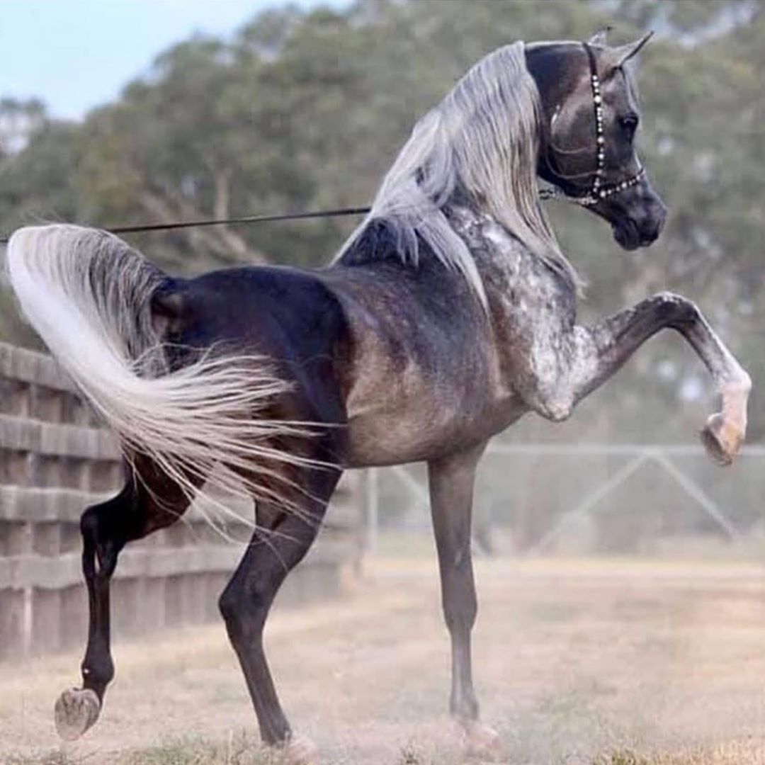 شعر في الخيل- من اجمل الاشعار التي جاءت عن الخيل 12839 9