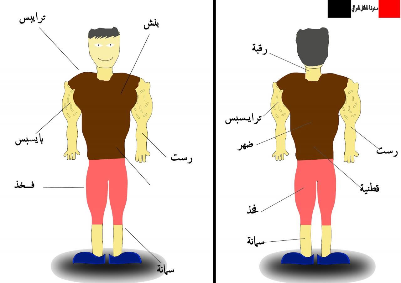 اسماء عضلات الجسم - ما اسماء عضلات الجسم 13275 1