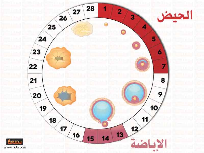 كيف يحصل الحمل - ماهي ايام التبويض لحدوث حمل 13291 10