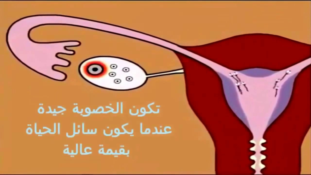 كيف يحصل الحمل - ماهي ايام التبويض لحدوث حمل 13291 7