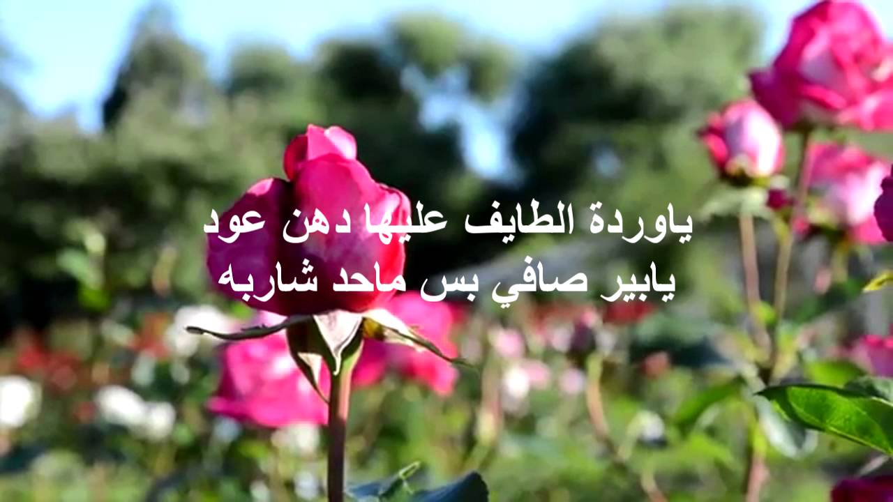 حكم عن الورد- امثال وحكم وعبارات رائعه جدا عن الورد 8721 6