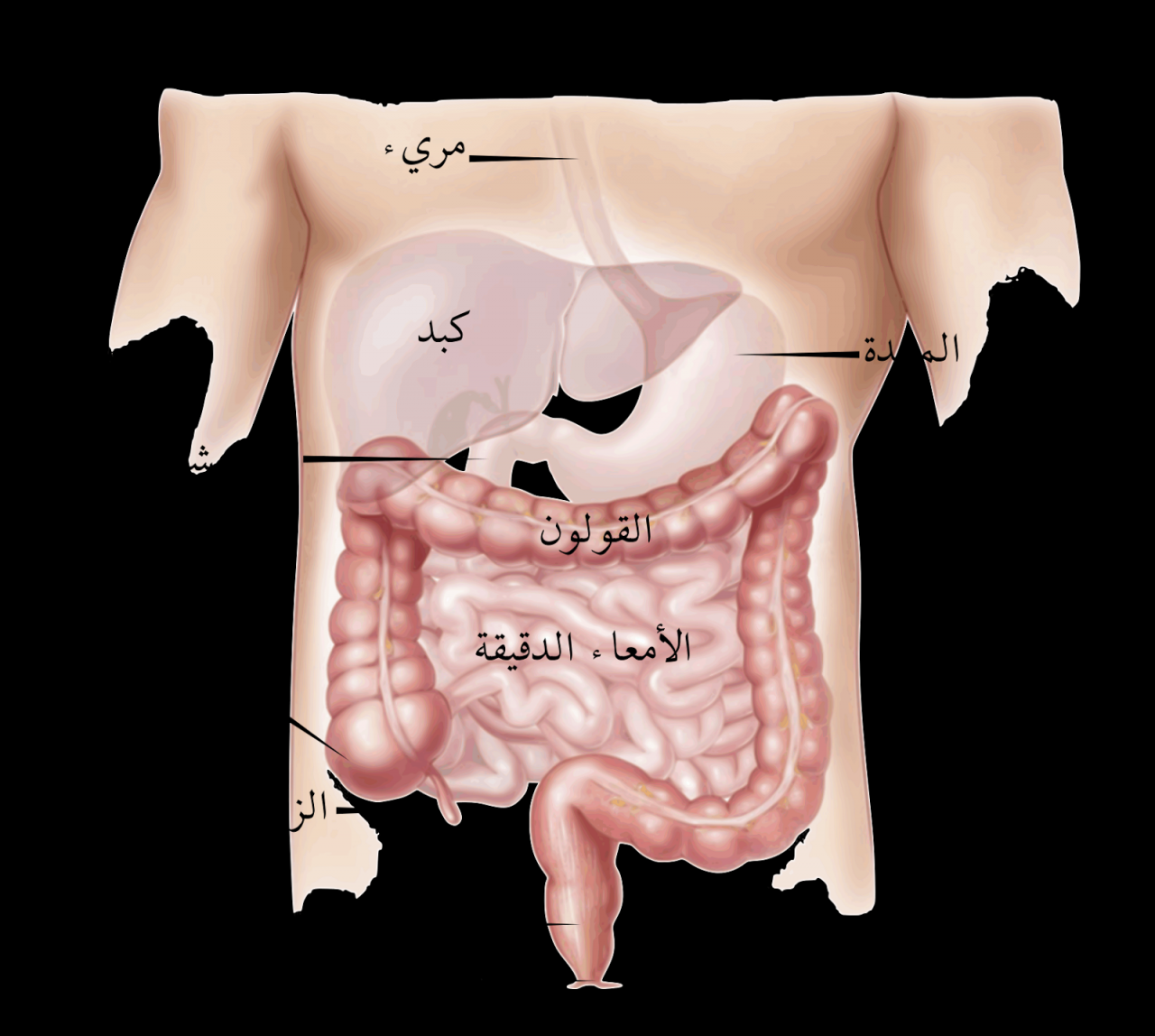 اعراض المصران العصبي , افضل علاج للمصران العصبي