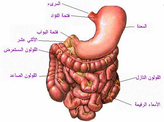 صور جسم الانسان - معلومات هامه عن جسم الانسان 9051 8