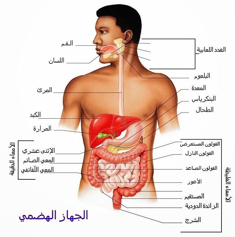 صور جسم الانسان - معلومات هامه عن جسم الانسان 9051