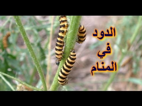 تفسير حلم الدود الابيض في الشعر , كل مايتعلق بحلم دود ابيض فى الشعر