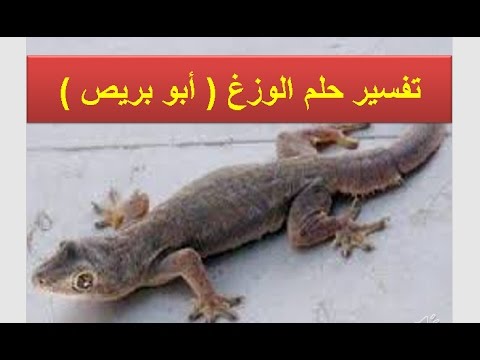 تفسير حلم الوزغ - رؤية البرص فى المنام 6623 2