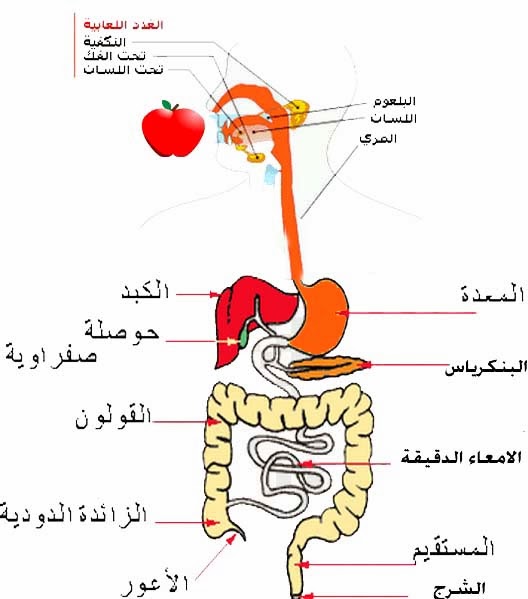 صور جسم الانسان - معلومات هامه عن جسم الانسان 9051 7