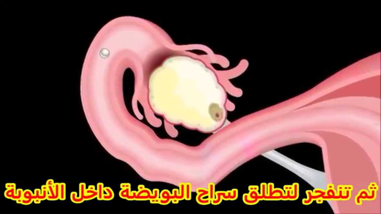 كيف يحصل الحمل - ماهي ايام التبويض لحدوث حمل 13291 8