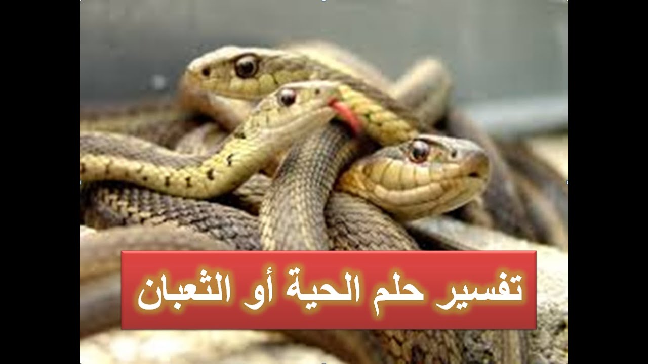 تفسير الحية في المنام- رؤيه الثعبان في الحلم وتفسيره 5894 2