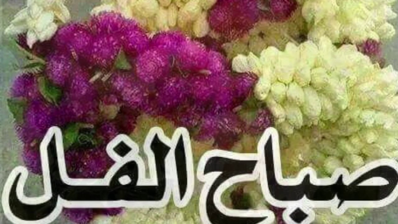 صور صباح الفل - رمزيات صباحك بريحة الفل 6473 2