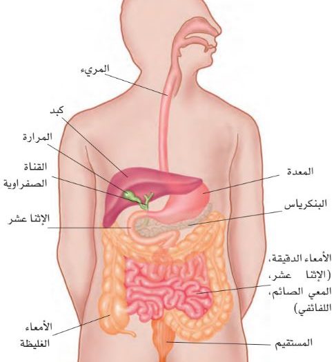 صور جسم الانسان - معلومات هامه عن جسم الانسان 9051 6