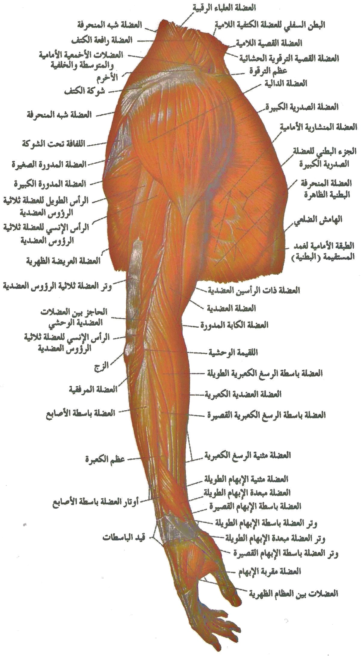 اسماء عضلات الجسم - ما اسماء عضلات الجسم 13275 8