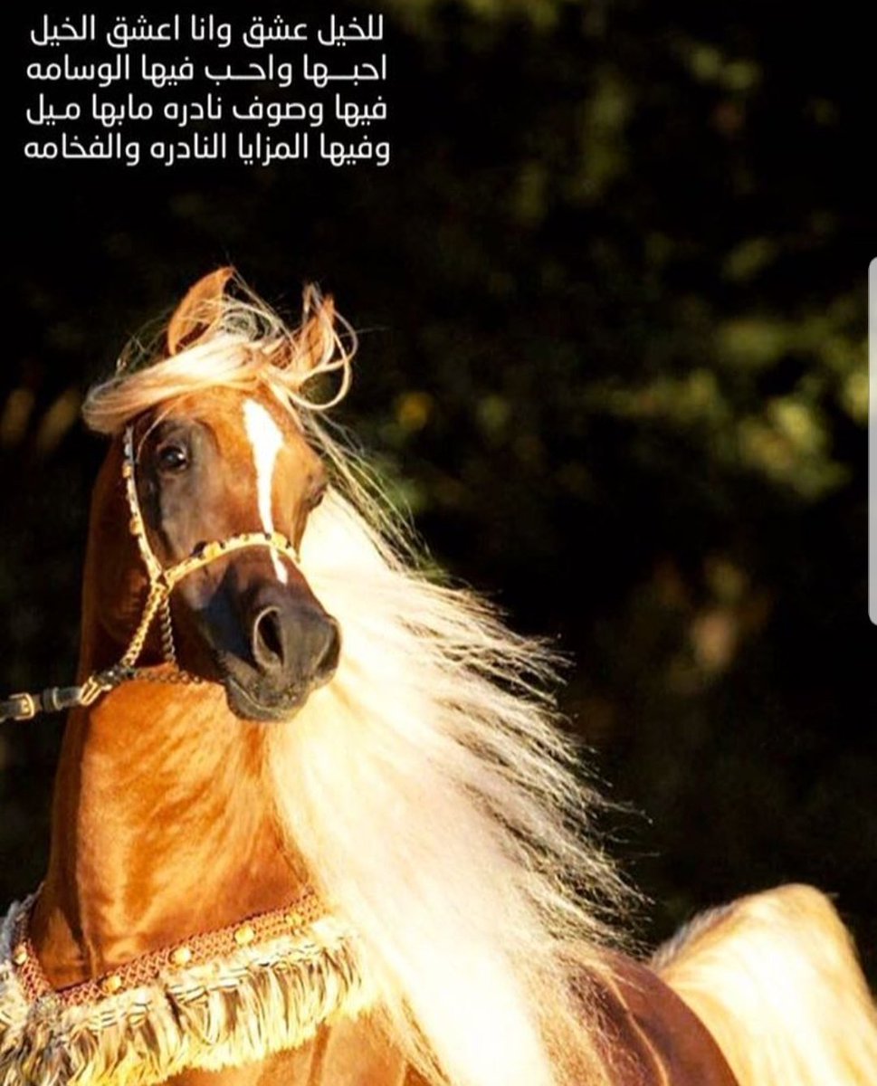 شعر في الخيل- من اجمل الاشعار التي جاءت عن الخيل 12839 5