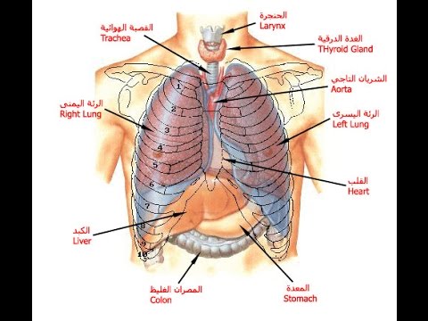 صور جسم الانسان - معلومات هامه عن جسم الانسان 9051 9