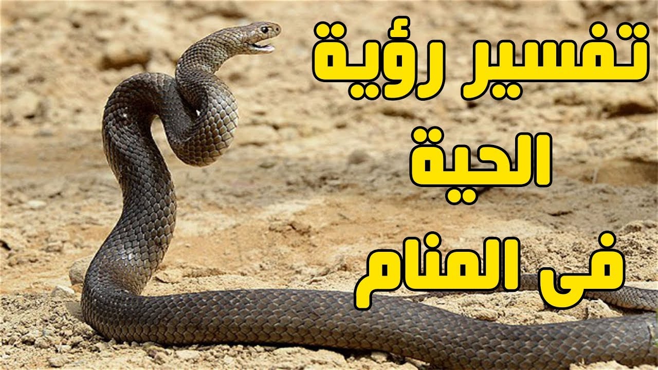 تفسير الحية في المنام- رؤيه الثعبان في الحلم وتفسيره 5894 1