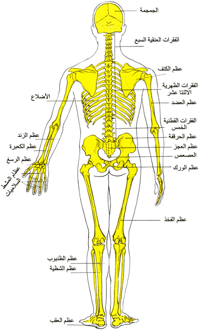 صور جسم الانسان - معلومات هامه عن جسم الانسان 9051