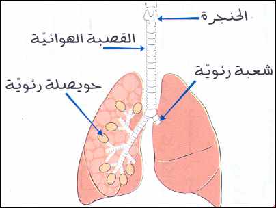 رسم الجهاز التنفسي , تعلم كيف ترسم الجهاز التنفسى