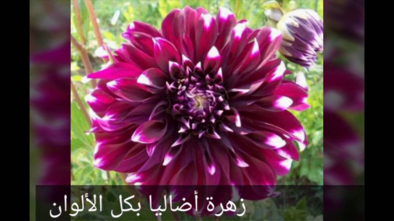 اسماء الورود بالصور , اجمل اسماء و صور الورود