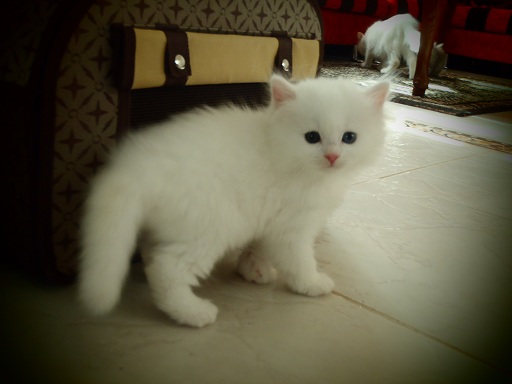 صور قطط شيرازي , اجمل الصور للقطط الشيرازي الكيوت - عتاب وزعل