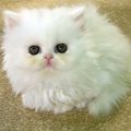 5703 14 صور قطط شيرازي - اجمل الصور للقطط الشيرازي الكيوت سيدة عزمي