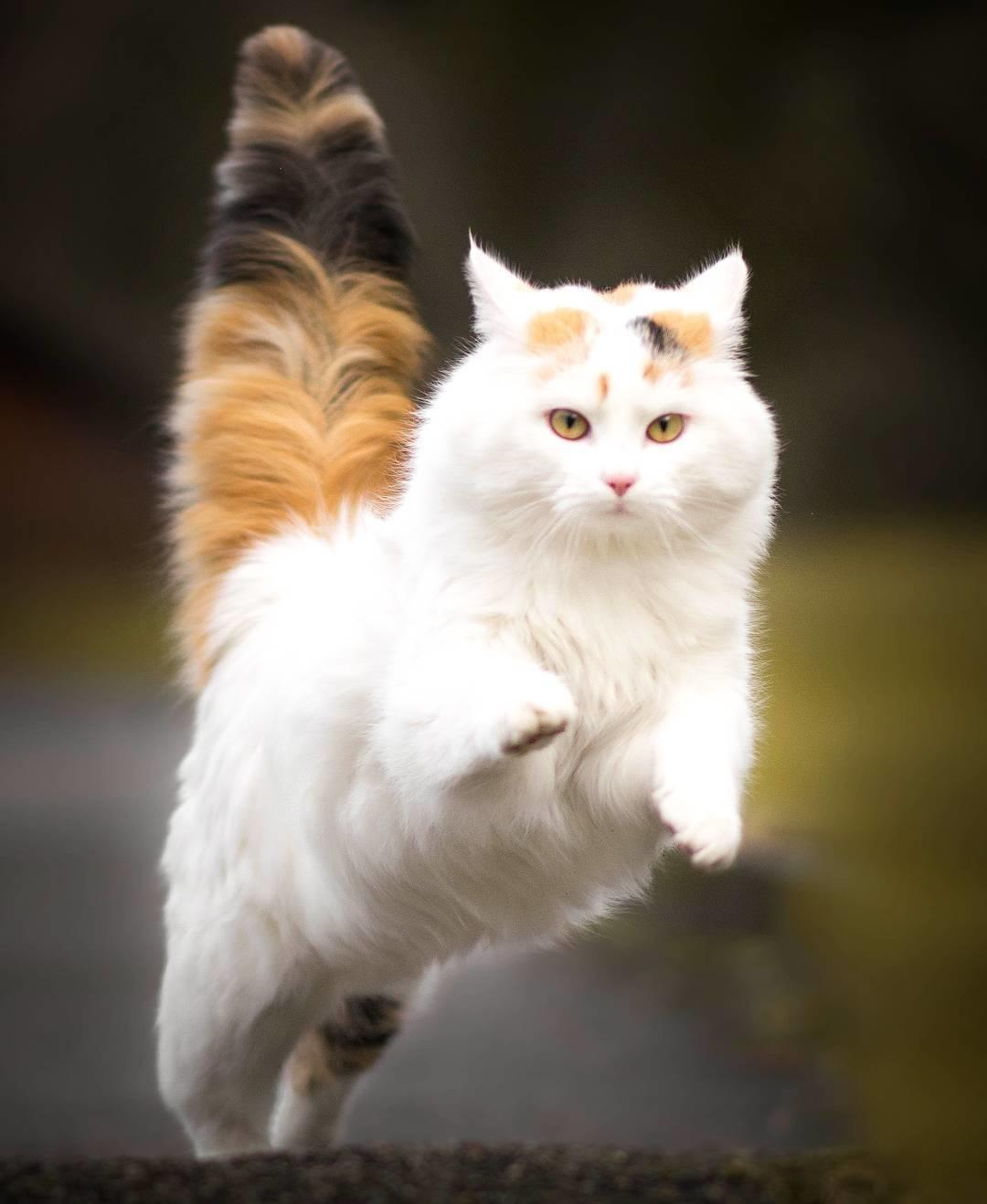 صور قطط كيوت , اجمل القطط المميزه بالصور - عتاب وزعل