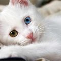 7995 14 صور قطط كيوت - اجمل القطط المميزه بالصور سيدة عزمي
