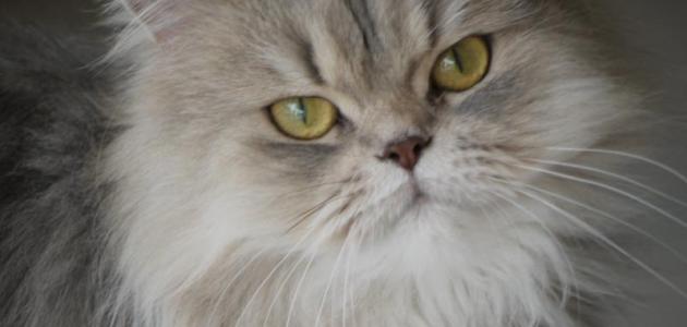 343 6 صور قطط - صور كيوت لاجمل قطط شيرازي سيدة عزمي