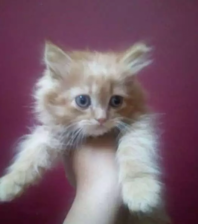 343 صور قطط - صور كيوت لاجمل قطط شيرازي سيدة عزمي